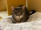 Adopt Daisy a Tabby, Domestic Short Hair