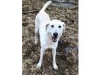 Adopt Bijou a Great Pyrenees