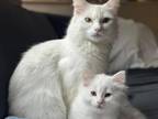 Future Turkish Angora Kitties