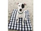 Adopt Moonpie a Bull Terrier, Border Collie