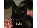 Adopt Polly a Domestic Short Hair