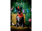 Adopt Ruby a Australian Cattle Dog / Blue Heeler