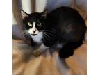 Adopt Felina a Domestic Short Hair