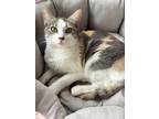 Adopt Ginny Ginger Kitty a Dilute Calico