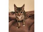 Adopt Ophelia a Domestic Short Hair, Tabby