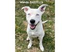 Adopt Wanda a Pit Bull Terrier, Mixed Breed