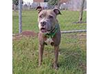 Adopt Kitty Wells a Pit Bull Terrier, Mixed Breed