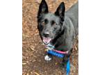 Adopt Daisy a Cardigan Welsh Corgi, Australian Cattle Dog / Blue Heeler