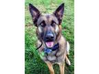 Adopt Tuly a German Shepherd Dog