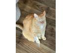 Adopt Maggie- Courtesy Post a Domestic Short Hair