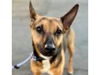 Adopt Molokai - Foster or Adopt Me! a Doberman Pinscher, German Shepherd Dog