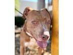 Adopt Carrie - Adopt Me! a American Staffordshire Terrier