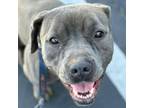 Adopt Greta - Foster or Adopt Me! a American Staffordshire Terrier