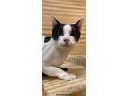 Adopt Jingles a Domestic Short Hair