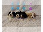 Cavachon PUPPY FOR SALE ADN-719429 - F1 Cavachon puppies