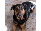 Adopt Zoey a German Shepherd Dog, Rottweiler