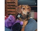 Adopt crane pup- Liddy a Beagle, Hound