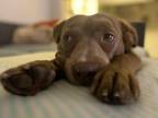 Adopt Twix a Pit Bull Terrier, Terrier