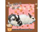 Adopt Sprinkle a Bunny Rabbit