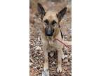 Adopt Luna a German Shepherd Dog