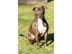 Adopt Pixie a Pit Bull Terrier