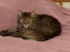Adopt Baby Doll a Maine Coon, Tabby