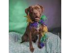 Adopt Bella a Pit Bull Terrier