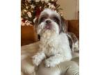 Adopt Amy a Shih Tzu