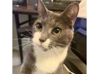 Adopt Luna del Ray a Russian Blue, Domestic Short Hair