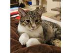 Adopt Gracie a Domestic Short Hair