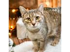 Adopt Celeste a Domestic Short Hair