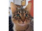 Adopt Quinn a Domestic Short Hair