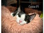 Adopt Celeste (formerly Cookie) a American Shorthair