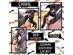 Adopt Carrie a German Shepherd Dog, Labrador Retriever