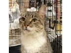 Adopt Sasha a Tabby