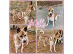 Adopt Molly a German Shepherd Dog, Carolina Dog