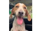 Adopt Annie a Coonhound