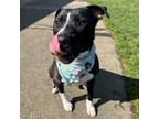 Adopt Lenny a Pit Bull Terrier