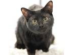 Adopt Biscuit (Bonded Pair with Gravy) a Domestic Short Hair