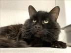 Adopt KODIAK* a Domestic Short Hair