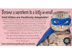 Adopt Gilbert Roofcat a Domestic Short Hair