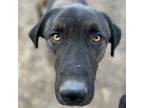 Adopt Grizz 820+ days in rescue :( a Plott Hound, Dutch Shepherd