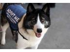 Adopt Koal a Siberian Husky, Border Collie