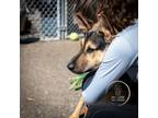 Adopt Comet (Space Litter) a German Shepherd Dog