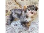 Schnauzer (Miniature) Puppy for sale in Gainesville, FL, USA