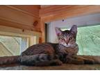 Adopt Doc a Tabby, Domestic Short Hair