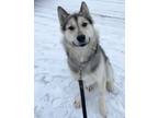 Adopt Willie a Husky