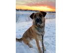 Adopt Pogo a German Shepherd Dog