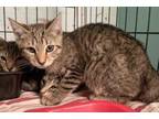 Adopt Hash brown-kitten a Domestic Short Hair