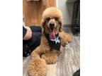 Adopt KING a Standard Poodle